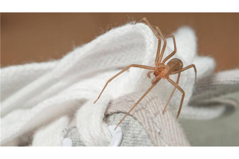 Eine chilenische Einsiedlerspinnen krabbelt auf einem Schuh (Archivfoto).