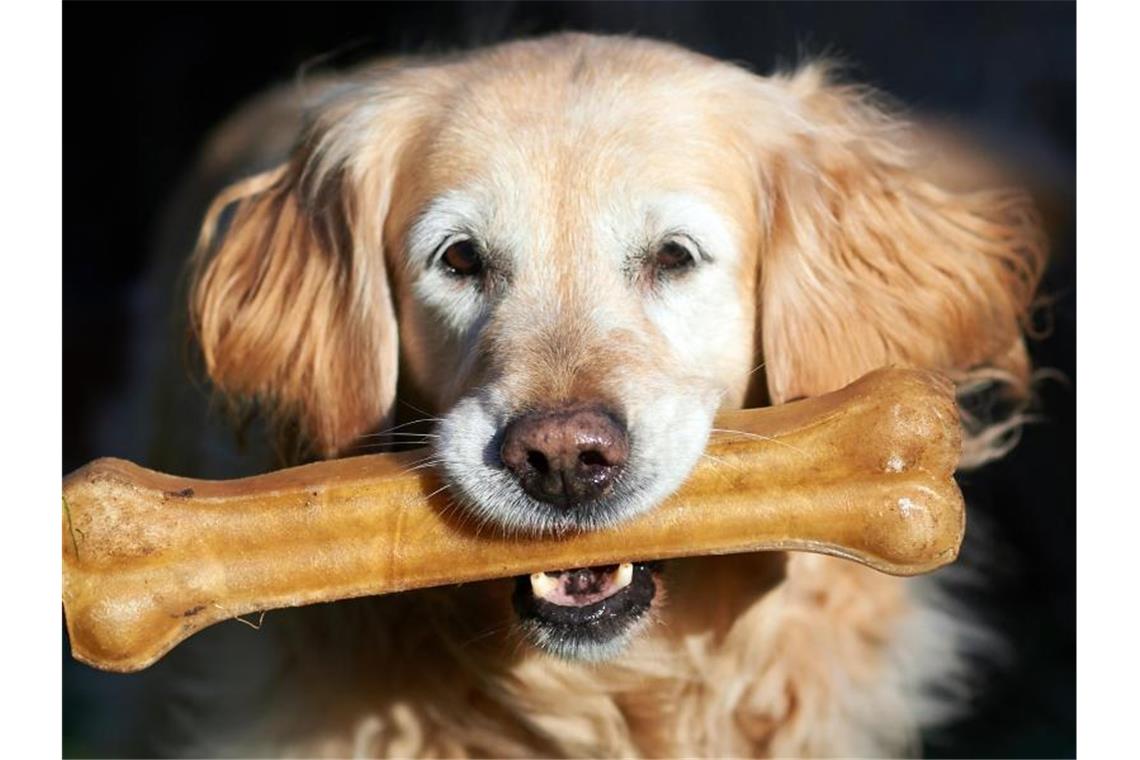 Eine Corona-Studie bestätigt: Menschen können Hunde und Katzen anstecken. Foto: Bernd Thissen/dpa