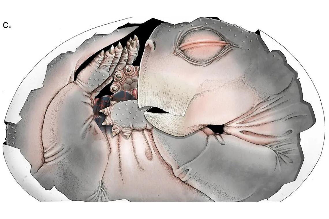 Eine digitale 3D-Rekonstruktion der segmentierten Knochen.