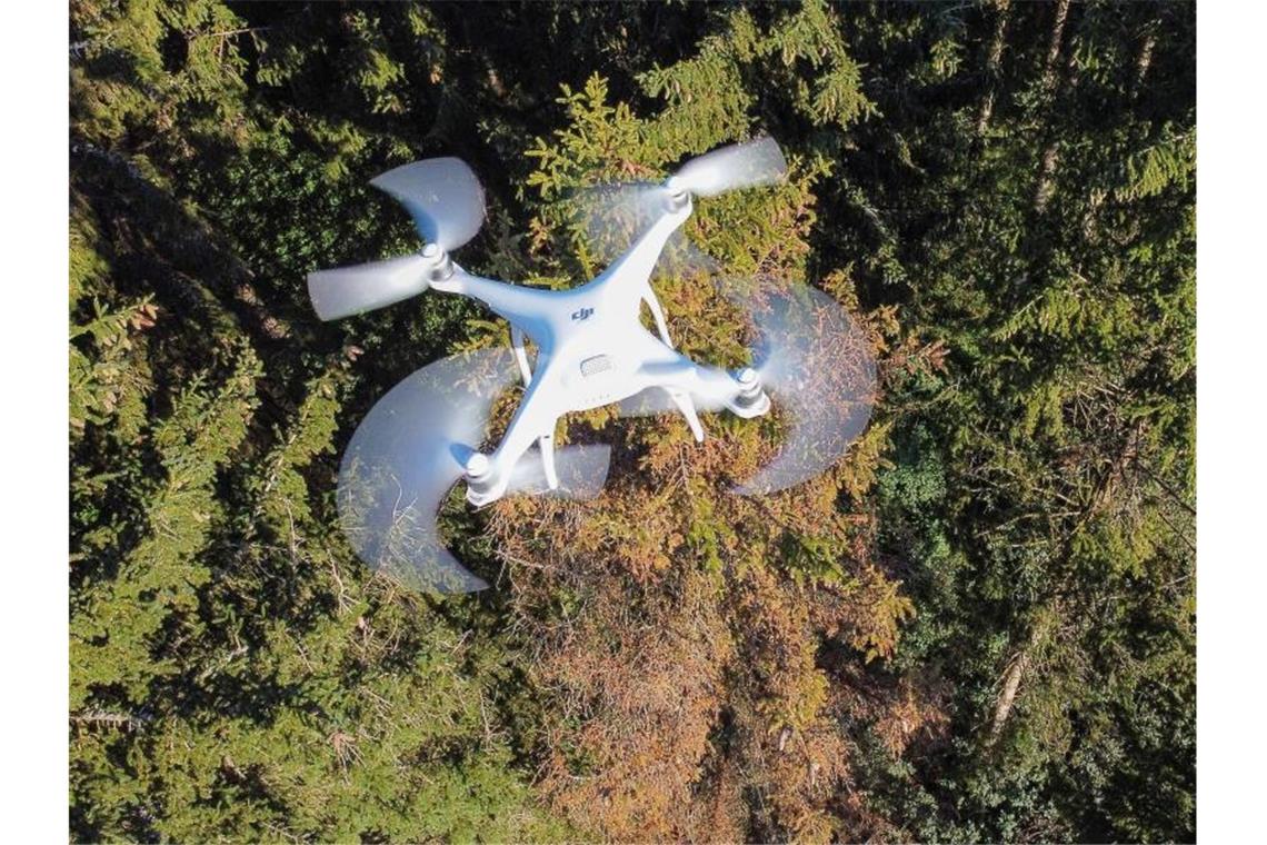 Eine Drohne fliegt über einem Waldgebiet, in dem eine vom Borkenkäfer befallene Fichte steht. Foto: Thomas Warnack/dpa