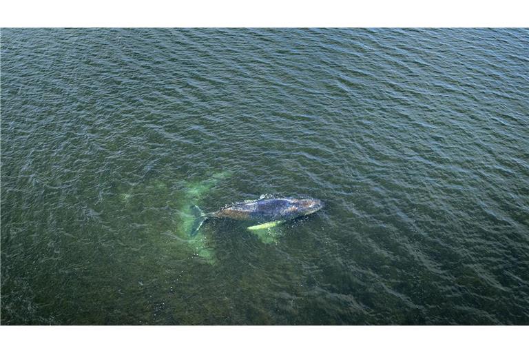 Eine Drohnenaufnahme herausgegeben von Greenpeace zeigt den Buckelwal am Sonntag in der Wismarbucht.
