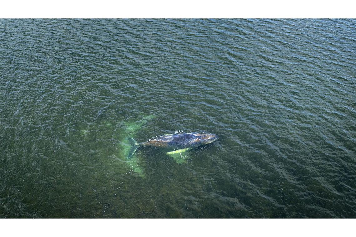 Eine Drohnenaufnahme herausgegeben von Greenpeace zeigt den Buckelwal am Sonntag in der Wismarbucht.