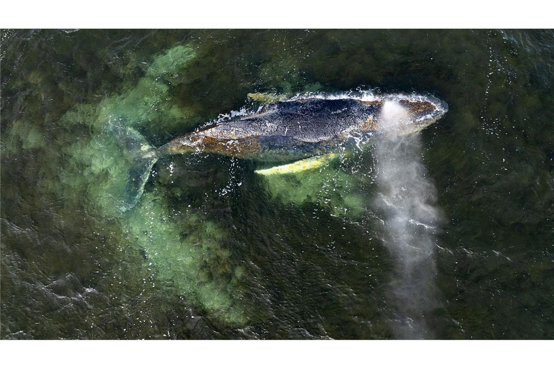 Eine Drohnenaufnahme herausgegeben von Greenpeace zeigt den Buckelwal in der Wismarbucht.