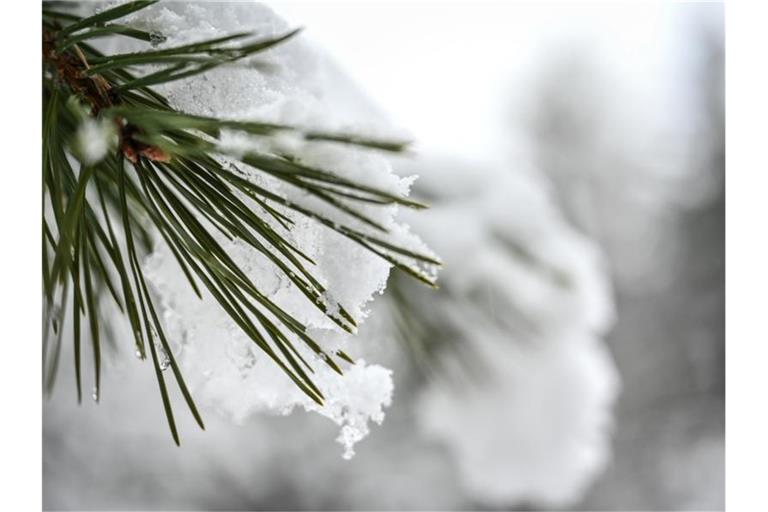 Eine dünne Schneedecke liegt auf den Kiefernadeln. Foto: Felix Kästle/dpa/Symbolbild