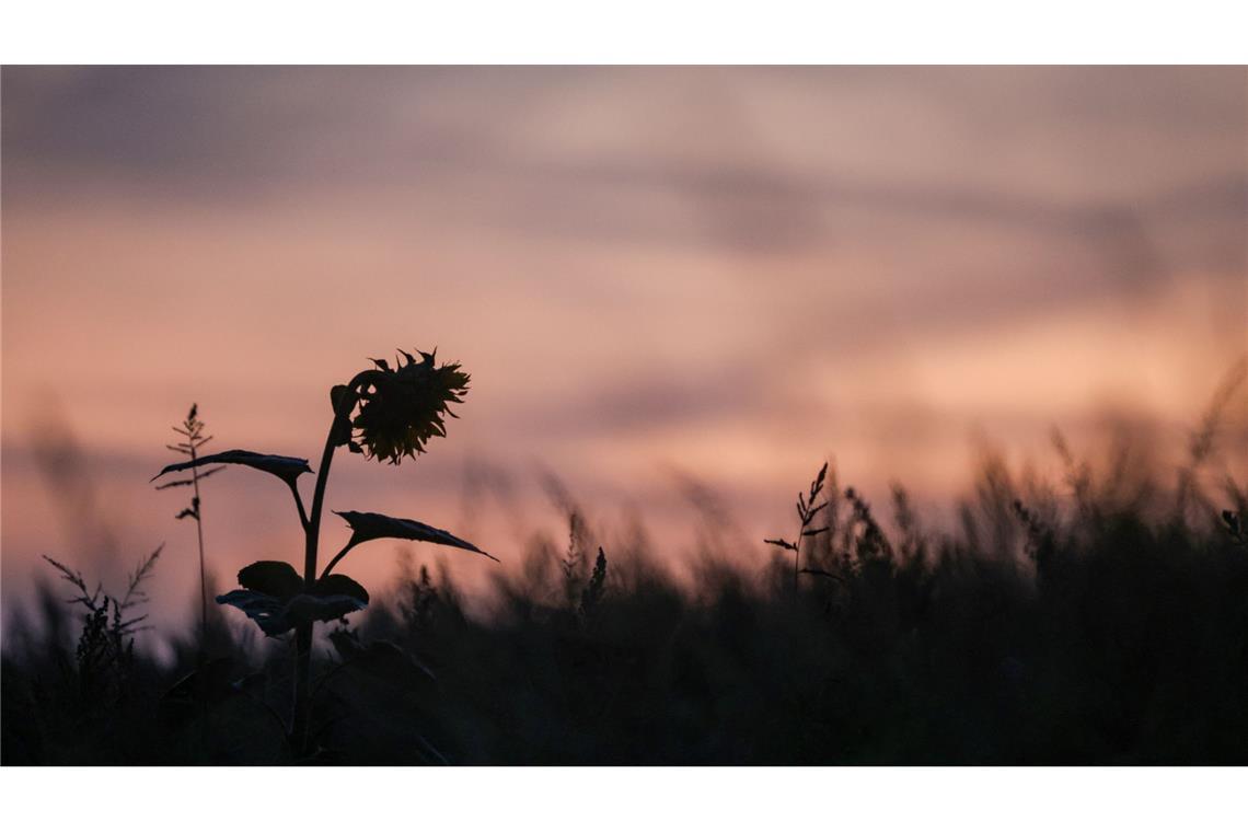 Bilder des Tages Eine einzelne Sonnenblume ragt bei Sonnenaufgang aus einem Feld.