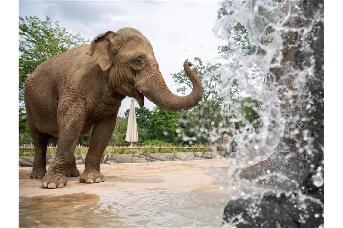 „Barfußpfad“ in erster Altersresidenz für Elefanten