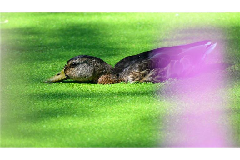 Eine Ente in der Entengrütze