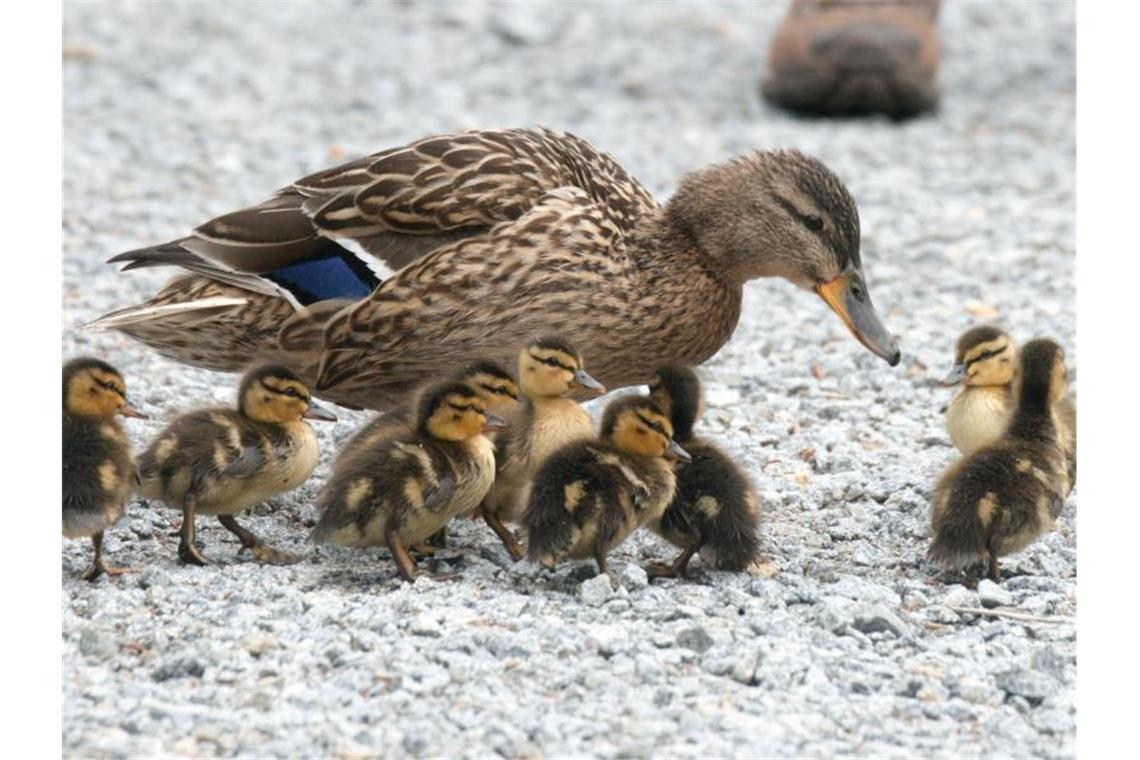 Eine Entenfamilie steht zusammen. Foto: picture alliance / dpa/Symbolbild