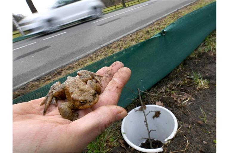 Eine Erdkröte wird an einem Krötenschutzzaun nahe einer Straße aus einem Eimer genommen. Foto: Holger Hollemann/dpa