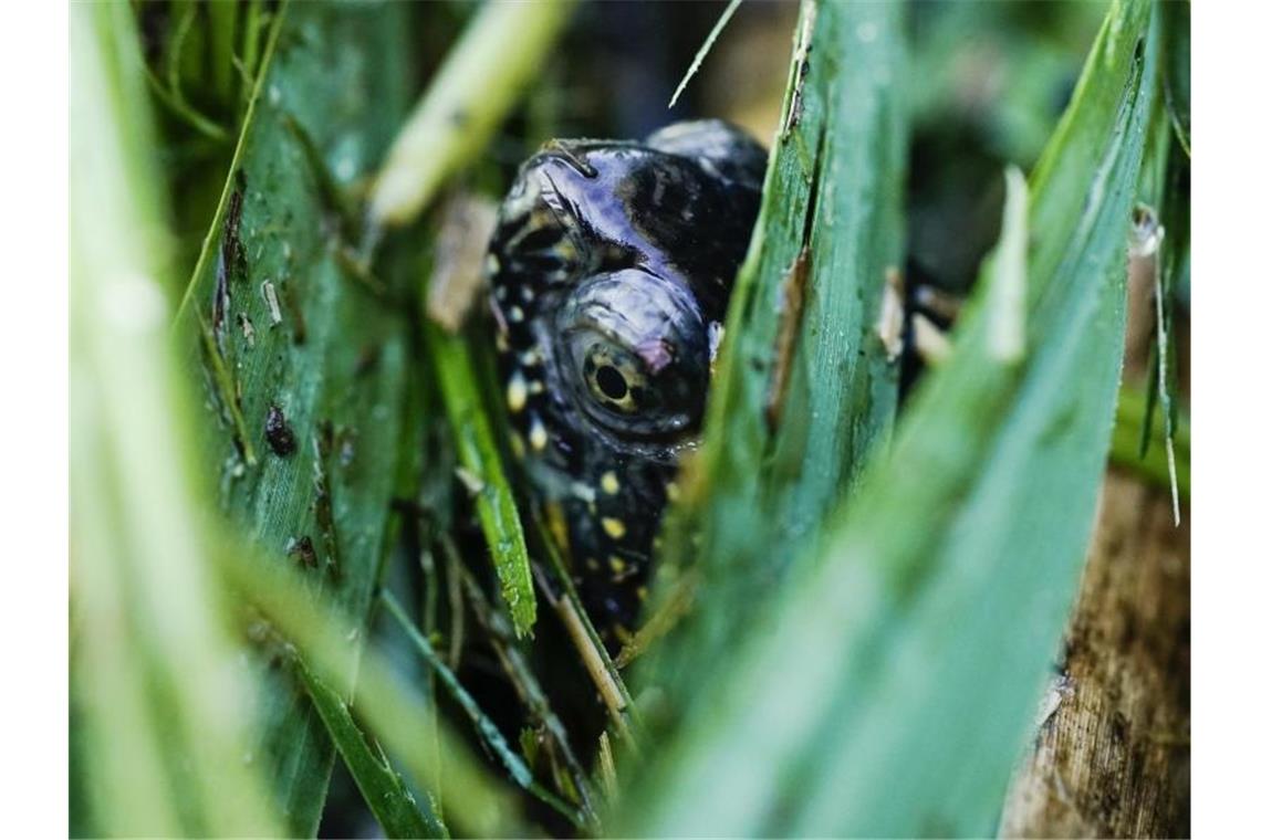 Rund 40 bedrohte Sumpfschildkröten im Rhein ausgewildert Eine europäische Sumpfschildkröte hält sich bei ihrer Auswilderung zwischen Schilfgras auf. Foto: Uwe Anspach/dpa