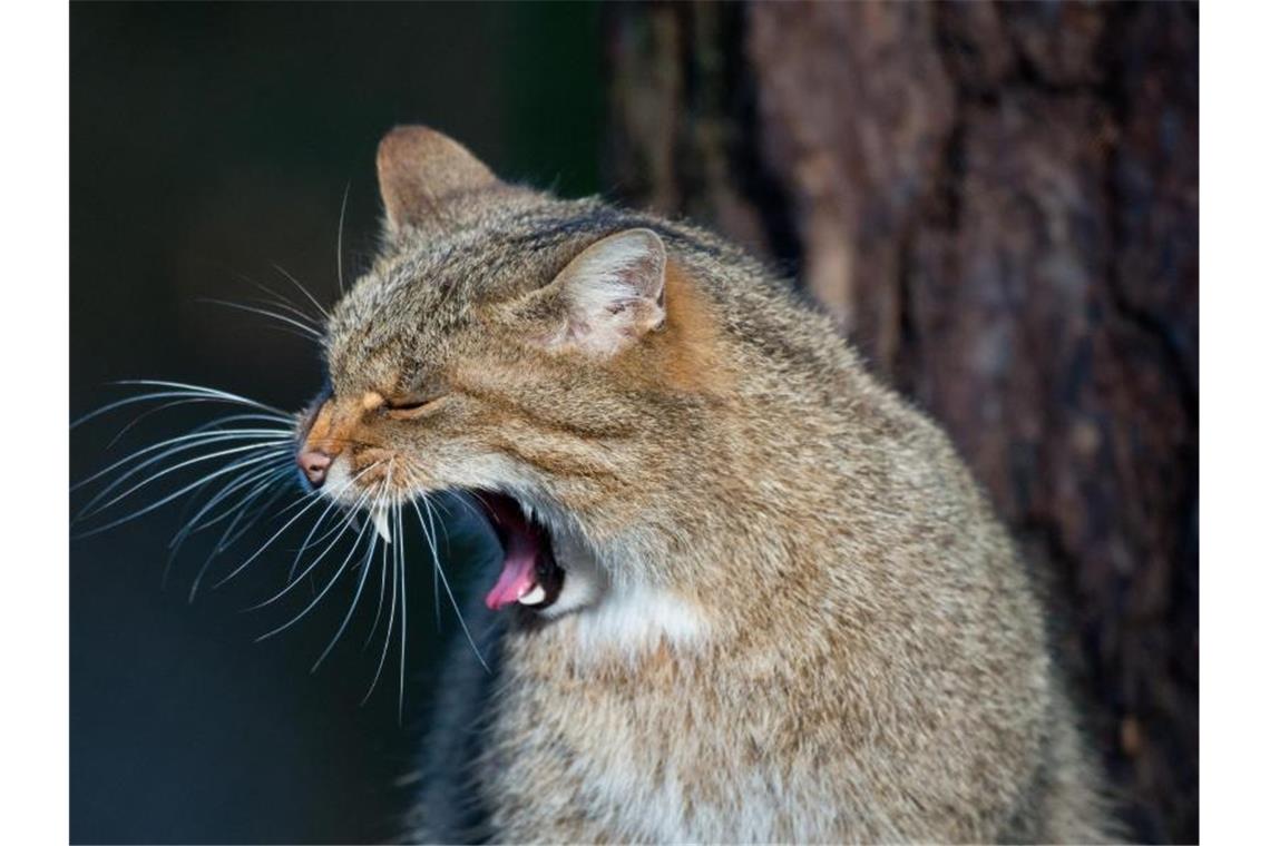 Europäische Wildkatze streift durch Schwarzwald Eine Europäische Wildkatze (Felis silvestris silvestris). Foto: Patrick Pleul/Archivbild
