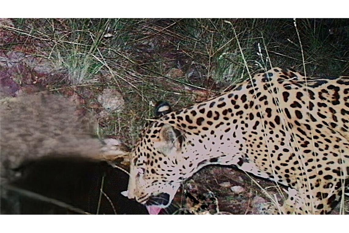 Eine ferngesteuerte Kamera nimmt einen gefleckten Jaguar in Arizona auf.