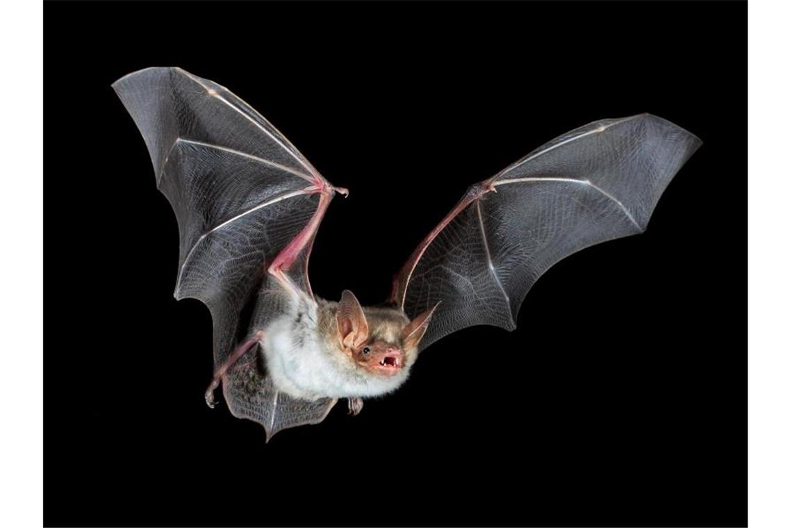 Eine Fledermaus fliegt durch die Nacht. Foto: Klaus Bogon/Landkreis Fulda/dpa/Symbolbild