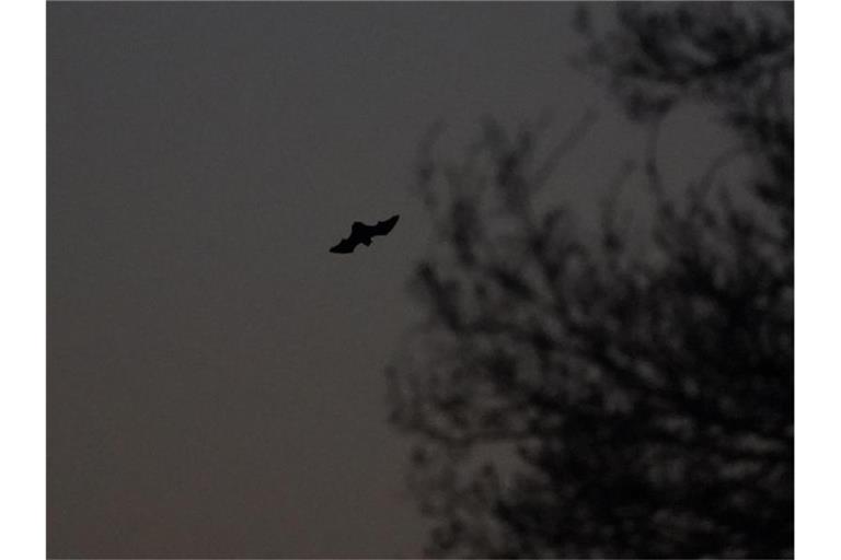 Eine Fledermaus fliegt in der Abenddämmerung an einem Waldstück vorbei. Foto: Marcus Brandt/dpa/Symbolbild