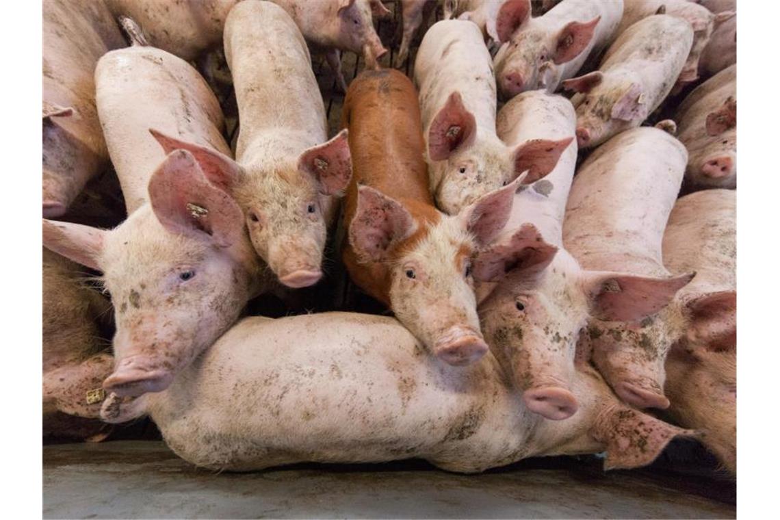 Eine Fleischabgabe soll Schweinen mehr Platz verschaffen. Foto: Friso Gentsch/dpa