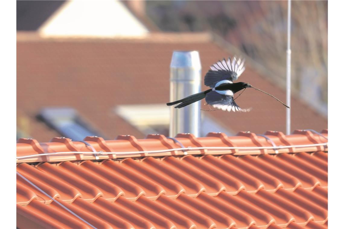 Der Frühling naht mit großen Schritten Eine fleißige Elster ist mit dem Nestbau beschäftigt. Foto: A. Becher