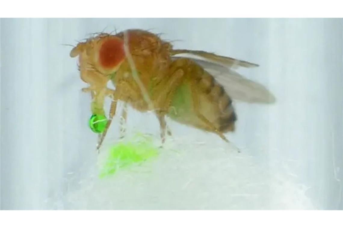 Eine Fluchtfliege erbricht: Die grüne Flüssigkeit ist Berberin, ungefährlich,  aber extrem bitter schmeckend. Foto: