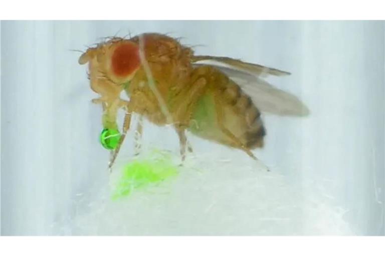 Eine Fluchtfliege erbricht: Die grüne Flüssigkeit ist Berberin, ungefährlich,  aber extrem bitter schmeckend. Foto: