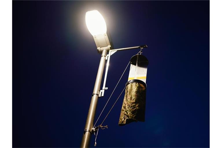 Eine Flugfensterfalle zum Fang von Insekten hängt an einem Laternenmast. Foto: Uwe Anspach/dpa