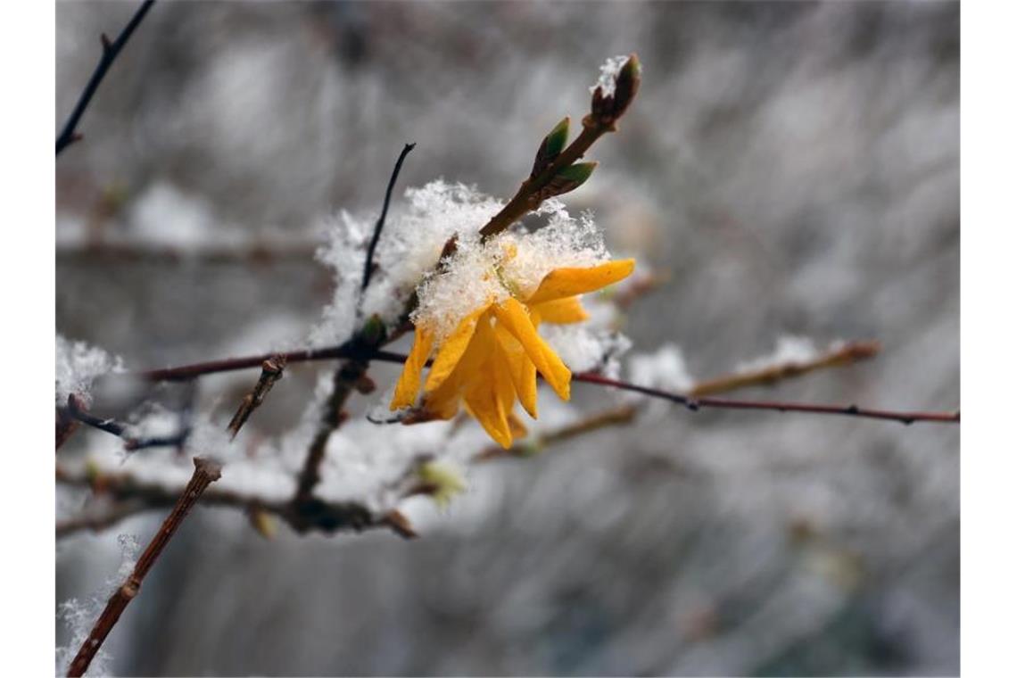 Glatte Straßen, weiße Pisten - Der Winter ist da Eine Forsythienblüte trotzt dem Neuschnee. Foto: Karl-Josef Hildenbrand/dpa