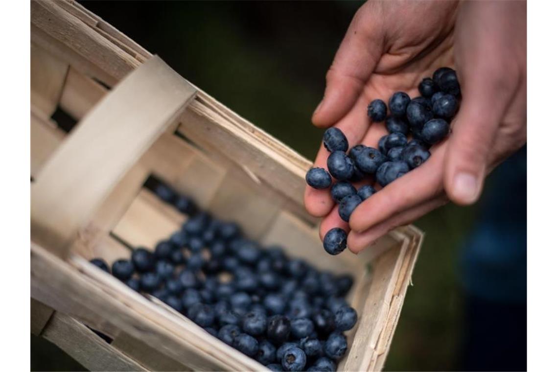 Rekord bei Ernte von Strauchbeeren Eine Frau erntet Heidelbeeren auf einem Feld. Die Ernte von Strauchbeeren in Deutschland ist dank günstiger Witterung auf einen Rekordwert gestiegen. Foto: Sina Schuldt/dpa