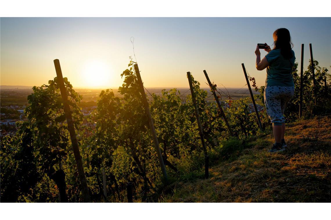 Eine Frau fotografiert in einem Weinberg die untergehende Sonne.