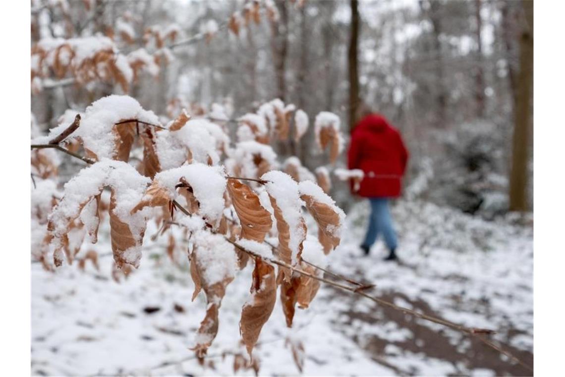 Schnee sorgt für Verkehrschaos im Südwesten: Frau stirbt Eine Frau geht durch ein verschneites Stück Wald spazieren. Foto: Bernd Weißbrod/dpa
