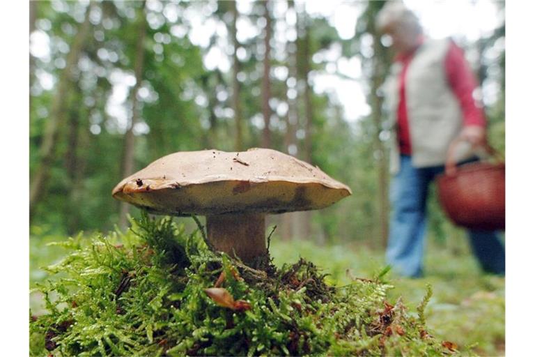 Eine Frau geht nahe dem niederbayerischen Wiesenfelden an einem Maronenröhrling-Pilz vorbei. Foto: Armin Weigel/Archivbild