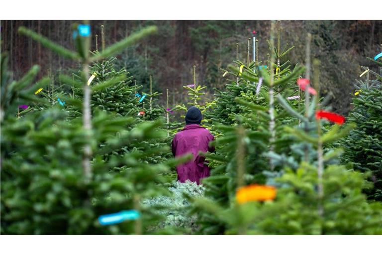 Eine Frau geht zwischen den Bäumen einer Christbaum-Plantage in Rudendorf entlang.