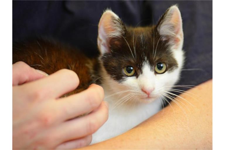 Eine Frau hält eine Katze im Arm. Foto: Uwe Anspach/dpa