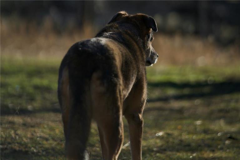 Eine Frau ist durch einen Hundebiss verletzt worden. Symbolfoto: Nathaniel Dunn/Unsplash