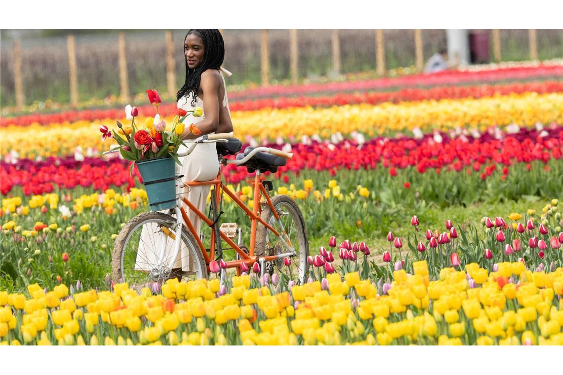 Eine Frau lehnt für Bilder an einem Tandem in Feldern voller Tulpen auf einer Tulpenfarm in Kanada.