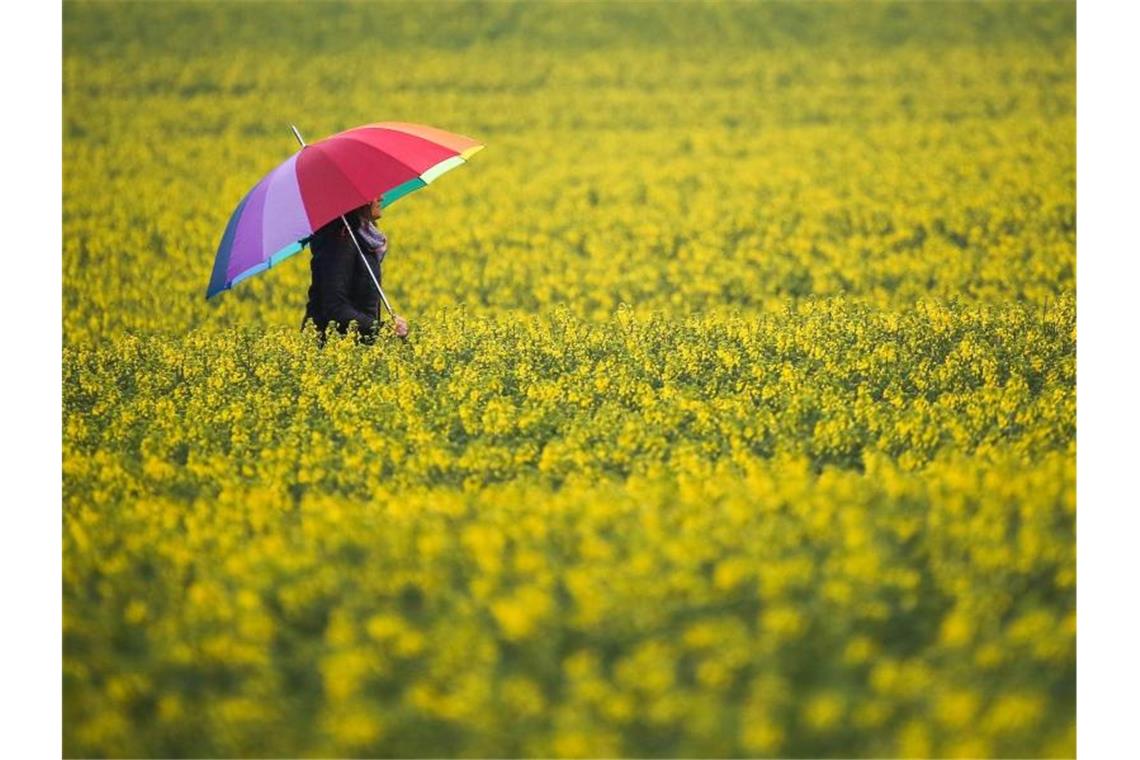 Eine Frau mit Regenschirm geht im Regen zwischen zwei blühenden Rapsfeldern hindurch. Foto: Thomas Warnack/dpa/Archivbild