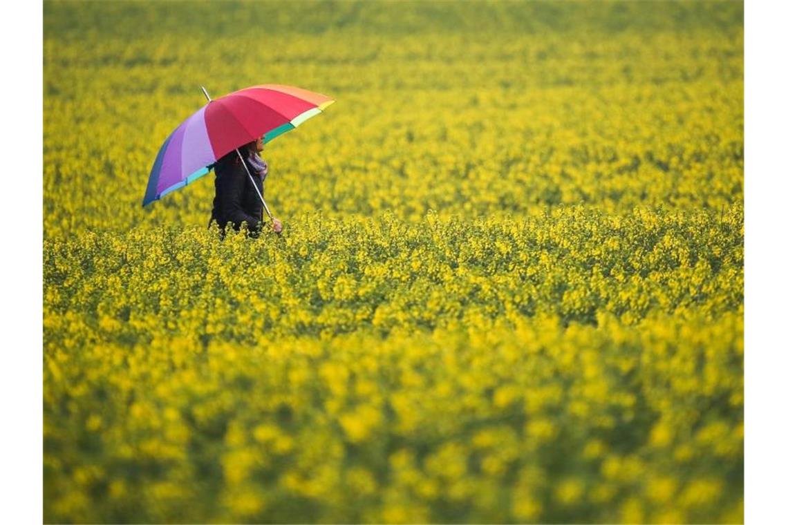 Wetterdienst: Warmer Sommer fällt mächtig ins Wasser Eine Frau mit Regenschirm geht im Regen zwischen zwei blühenden Rapsfeldern hindurch. Foto: Thomas Warnack/dpa/Archivbild