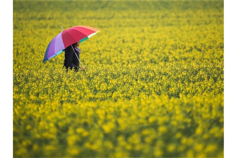 Eine Frau mit Regenschirm geht im Regen zwischen zwei blühenden Rapsfeldern hindurch. Foto: Thomas Warnack/dpa/Archivbild