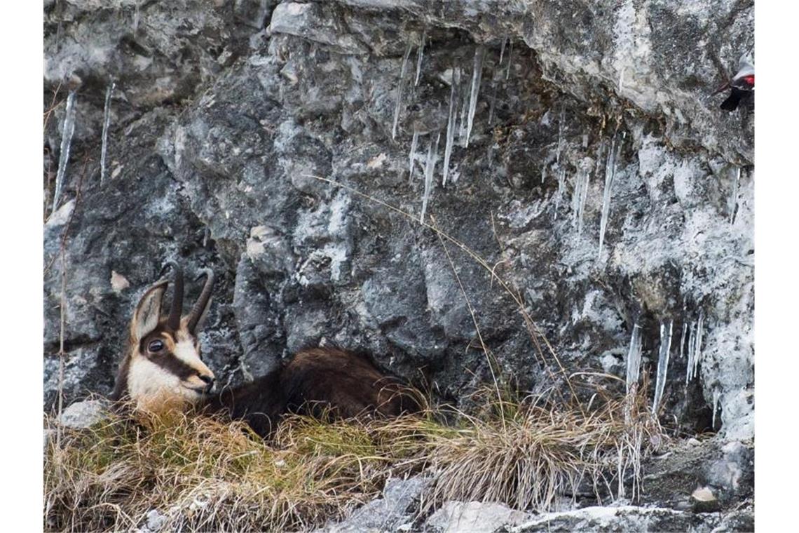 Gämsen dürfen nur in Baden-Württemberg gejagt werden Eine Gams versteckt sich auf einem Felsvorsprung im Gras und blickt zu einem Mauerläufer. Foto: Lino Mirgeler/dpa/Archivbild