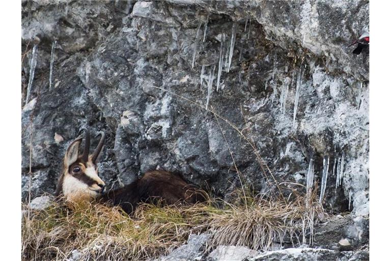 Eine Gams versteckt sich auf einem Felsvorsprung im Gras und blickt zu einem Mauerläufer. Foto: Lino Mirgeler/dpa/Archivbild