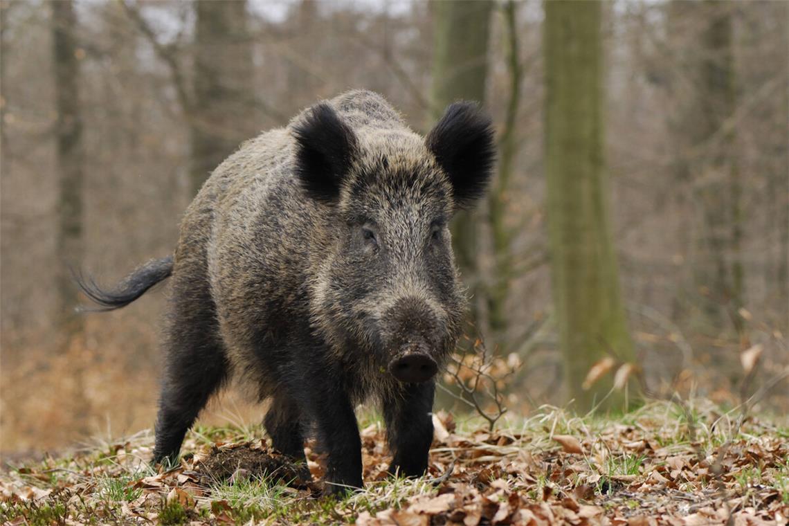 Eine gefährliche Begegnung mit einem Wildschwein – die kann es nicht nur im Wald geben.