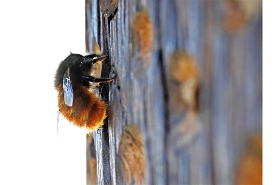 Eine Gehörnte Mauerbiene, eine Wildbiene, krabbelt auf einem Holz. Foto: Peter Zschunke/dpa/Archivbild