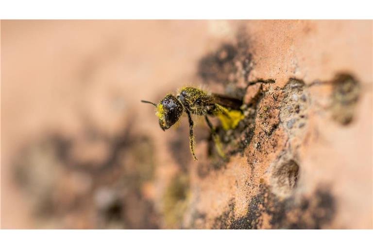 Eine Gemeine Löcherbiene (Heriades truncorum) schiebt sich rückwärts in ihr Nestloch an einer steinernen Nisthilfe.