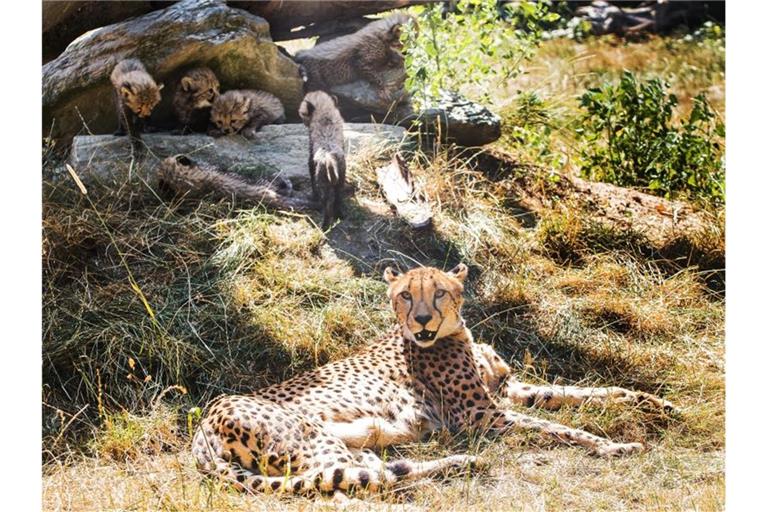 Eine Gepardin liegt in einem Zoo in einem Gehege. Foto: Andreas Arnold/dpa/Archivbild