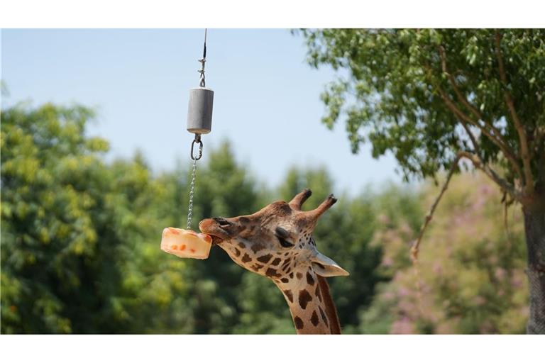 Eine Giraffe frisst ein Eis im Zoo von Barcelona.