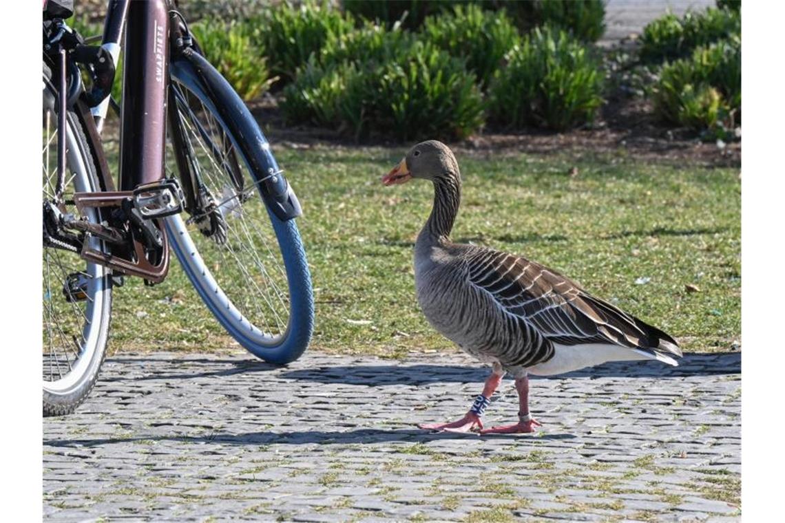 Naturschützer mahnen wachsamen Umgang mit Tiernachwuchs an Eine Graugans geht im Schlossgarten auf einen Radfahrer zu. Foto: Bernd Weißbrod/dpa/Archivbild