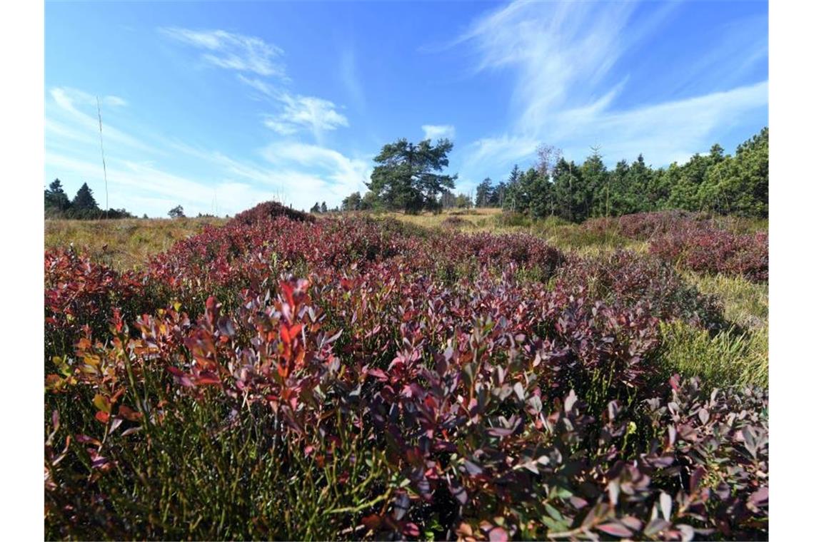 Eine Grinde, eine fast baumfreie Feuchtheide, aufgenommen am Schliffkopf im Nationalpark Schwarzwald. Foto: Uli Deck/Archivbild