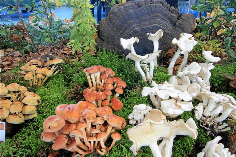 Eine große Pilzausstellung in Großerlach-Grab gibt es am 7. und 8. Oktober. Foto: Naturpark