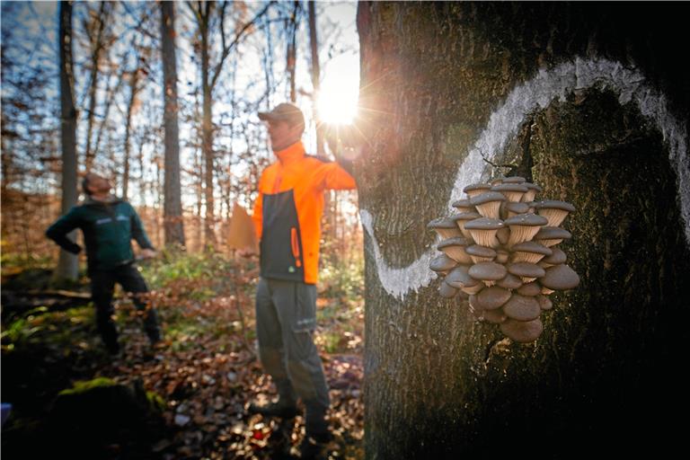 Eine große Pilzkonsole nährt sich von der toten Buche. Die weiße Wellenmarkierung bedeutet: Dieser Baum wird nicht gefällt. Fotos: A. Becher