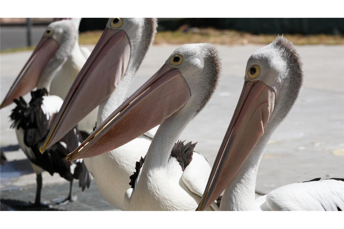 Eine Gruppe Pelikane wartet auf Abfälle, während Fischer ihren Fang am Little Beach in Port Stephens, nördlich von Sydney, reinigen.