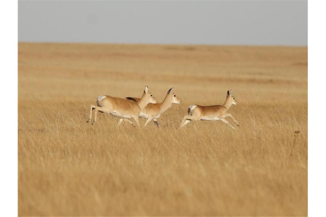 Gazelle läuft 18.000 Kilometer in fünf Jahren