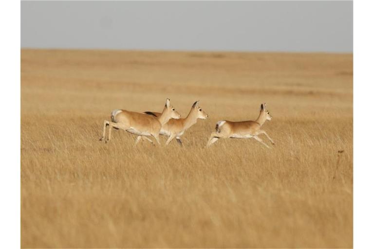 Eine Gruppe von mongolischen Gazellen. Eine Gazelle hat rechnerisch in fünf Jahren den halben Erdball umrundet. Foto: Ariunbaatar/dpa