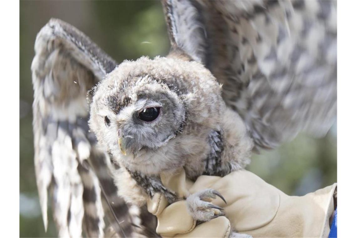 Eine Hand mit Handschuh hält einen jungen Waldkauz. Foto: Franziska Kraufmann/dpa/Archivbild